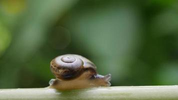 Close up view of a small snail slowly moving across a twig video