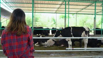 mooie aziatische vrouw of boer met en koeien in de stal op melkveebedrijf-landbouw, en veeteeltconcept. video