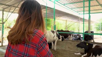 mooie aziatische vrouw of boer met en koeien in de stal op melkveebedrijf-landbouw, en veeteeltconcept. video