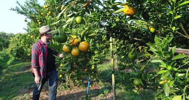 contadino guarda la fattoria di alberi da frutto arancione nel giardino degli aranci video