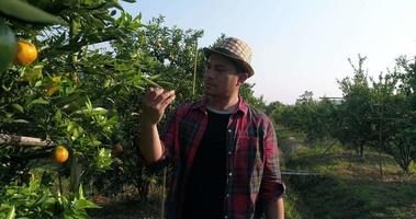 boer kijkt naar oranje fruitboom boerderij in de sinaasappeltuin video