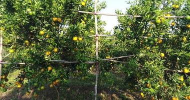 uomo contadino guarda albero di arancio nel giardino degli aranci video