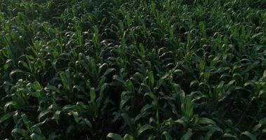 High angle view of corn farm video