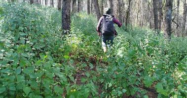Young man hiking in tropical jungle with backpack.  video