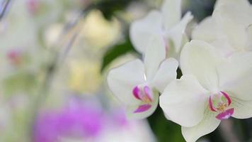 fleur d'orchidée dans le jardin d'orchidées en hiver ou au printemps video