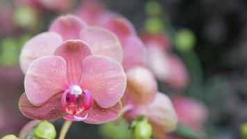 fleur d'orchidée dans le jardin d'orchidées en hiver ou au printemps video