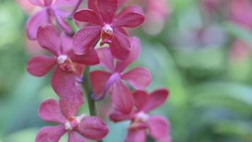 fiore di orchidea nel giardino di orchidee in inverno o in primavera