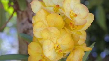 fleur d'orchidée dans le jardin d'orchidées en hiver ou au printemps video