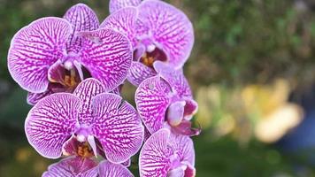 Orchid flower in orchid garden at winter or spring day