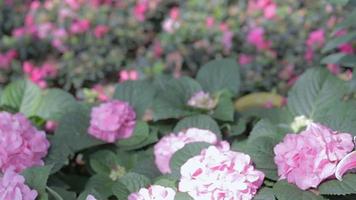 Flor de lirio y fondo de hojas verdes en el jardín en un día soleado de verano o primavera video