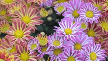 Daisy flower and green leaf background in flower garden at sunny summer or spring day video
