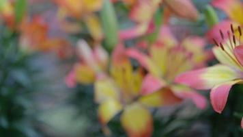 Lilienblume und grüner Blatthintergrund im Garten am sonnigen Sommer- oder Frühlingstag video