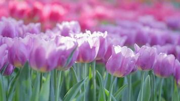 Tulip flower with green leaf background in tulip field at winter or spring day video