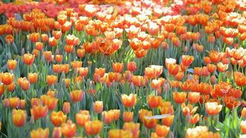 Flor de tulipán con fondo de hoja verde en campo de tulipanes en invierno o día de primavera video