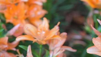 fiore del tulipano con sfondo verde foglia nel campo di tulipani in inverno o in primavera video