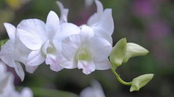 flor de orquídea em jardim de orquídeas no inverno ou na primavera video