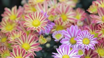 tusenskönablomma och grönt bladbakgrund i blomträdgård på solig sommar eller vårdag video