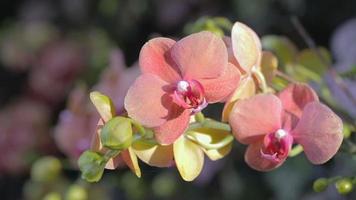 fleur d'orchidée dans le jardin d'orchidées en hiver ou au printemps video