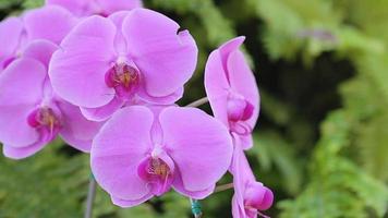 flor de orquídea em jardim de orquídeas no inverno ou na primavera video