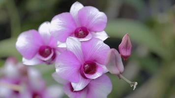 fleur d'orchidée dans le jardin d'orchidées en hiver ou au printemps video