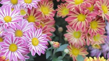 Gänseblümchenblume und grüner Blatthintergrund im Blumengarten am sonnigen Sommer- oder Frühlingstag. video