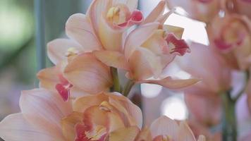 Orchid flower in orchid garden at winter or spring day. Cymbidium Orchid. video