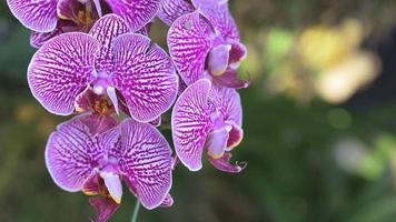 flor de la orquídea en el jardín de orquídeas en invierno o día de primavera. orquídea phalaenopsis. video