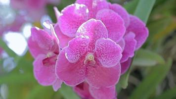 flor de la orquídea en el jardín de orquídeas en invierno o día de primavera. orquídea vanda. video