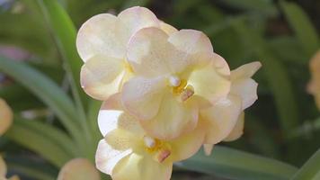 orkidéblomma i orkidéträdgården på vintern eller vårdagen. vanda orkidé. video