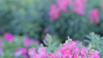 rosa snapdragonblomma i trädgården på solig sommar eller vårdag. video