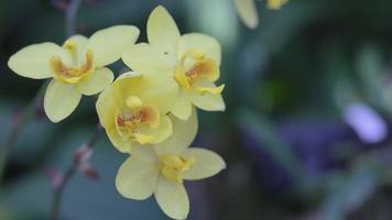 orkidéblomma i trädgården på vintern eller vårdagen. video