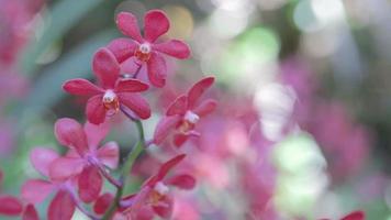 orkidéblomma i trädgården på vintern eller vårdagen. mokara orkidé. video