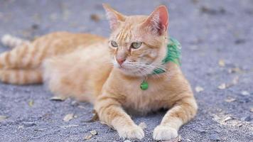 lindo gato doméstico acostado en el suelo. gato tailandés naranja y blanco video