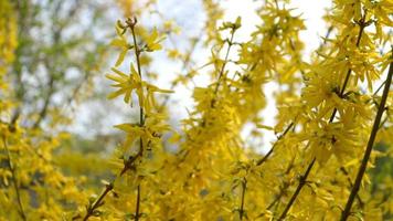 Forsythia bushes blossomed yellow flowers. Sunny spring day, the bush began to bloom yellow flowers. Beautiful bush in sunlight video