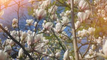 weiße Magnolienblumen auf Ast auf Hintergrund des blauen Himmels video