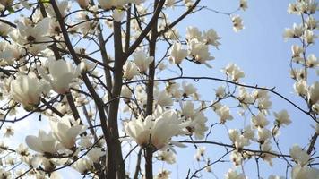 White magnolia flowers on tree branch on background of blue sky video