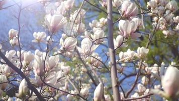 White magnolia flowers on tree branch on background of blue sky video