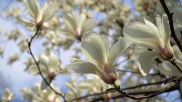 weiße Magnolienblumen auf Ast auf Hintergrund des blauen Himmels video