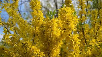 Forsythienbüsche blühten gelbe Blüten. An einem sonnigen Frühlingstag begann der Busch gelbe Blüten zu blühen. schöner Busch im Sonnenlicht
