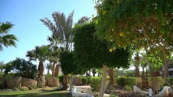 jardinage paysager avec des fleurs épanouies en Egypte. beau jardin de plantes et d'arbres tropicaux