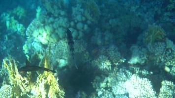 koraalrif, tropische vissen. warme oceaan en helder water. onderwaterwereld. duiken en snorkelen. koraalrif en prachtige vissen. onderwaterleven in de zee. tropische vissen op koraalriffen video