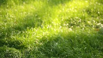 hermosa hierba de campo bajo, tiro largo macro desenfocado, planta verde que sopla en el viento con profundidad de campo, prado de primavera, con el sol brillando. video