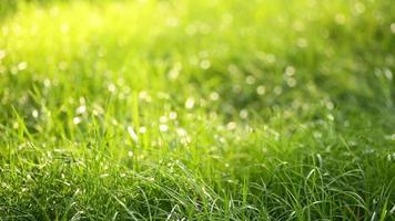 hermosa hierba de campo bajo, tiro largo macro desenfocado, planta verde que sopla en el viento con profundidad de campo, prado de primavera, con el sol brillando. video