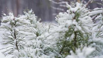 tallfilial i snö. snöfall i skogsparken. vinterlandskap i snötäckt suddig park. video