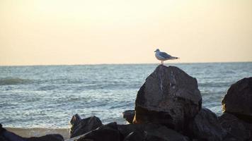 Mouette solitaire est assis sur un rocher dans la mer à l'horizon tôt le matin video