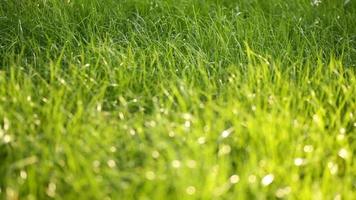 belle herbe de champ bas, long plan macro défocalisé, plante verte soufflant sur le vent avec profondeur de champ, pré au printemps, avec le soleil qui brille.