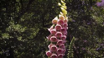 Detail der lila Fingerhutblumen im botanischen Garten