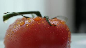 tomate mûre appétissante et goutte d'eau le matin video