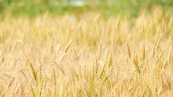 campo de trigo dorado fondo de la granja