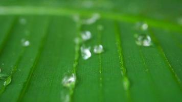 gotas de agua sobre la hoja verde tropical video